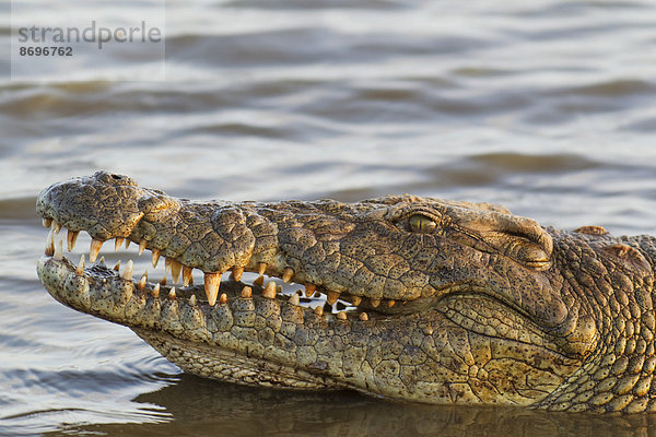 Nilkrokodil (Crocodylus niloticus)  Krüger-Nationalpark  Südafrika