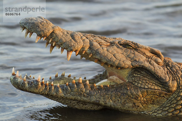 Nilkrokodil (Crocodylus niloticus)  mit geöffnetem Maul  Krüger-Nationalpark  Südafrika