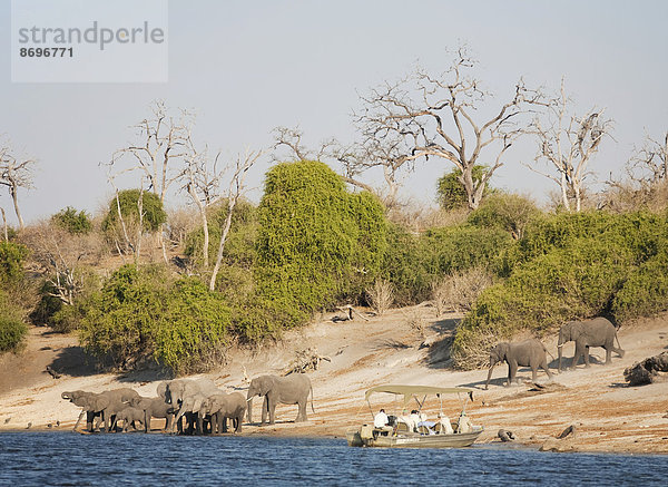Touristen beobachten bei einer Bootstour auf dem Fluss Chobe eine Herde afrikanischer Elefanten (Loxodonta africana) mit Jungtieren die am Fluss trinkt  Chobe-Nationalpark  Botswana