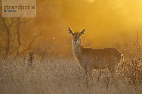 Wasserbock (Kobus ellipsiprymnus)  Weibchen bei Sonnenuntergang  Krüger-Nationalpark  Südafrika