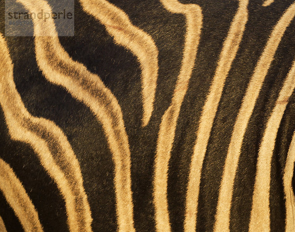 Burchell-Zebra (Equus quagga burchelli)  Detail des Fells  Krüger-Nationalpark  Republik Südafrika