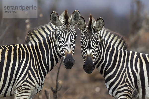 Zwei Burchell-Zebras (Equus quagga burchelli)  Krüger-Nationalpark  Republik Südafrika
