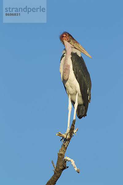 Marabou (Leptoptilos crumeniferus) auf Ruhe-Baum  Chobe-Nationalpark  Botswana