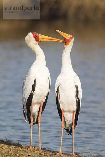 Nimmersatt (Mycteria ibis)  Pärchen  Männchen putzt Weibchen  am Seeufer  Sunset Dam  Krüger-Nationalpark  Südafrika
