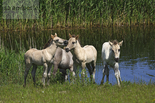 Konik-Fohlen (Equus przewalskii f. caballus)