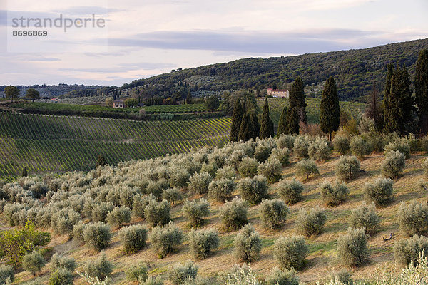 Olivenbaumplantage  bei San Gimignano  Provinz Siena  Toskana  Italien