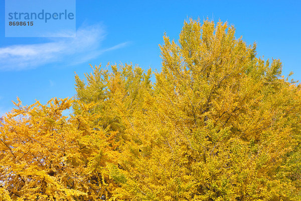 Ginkgo leaves