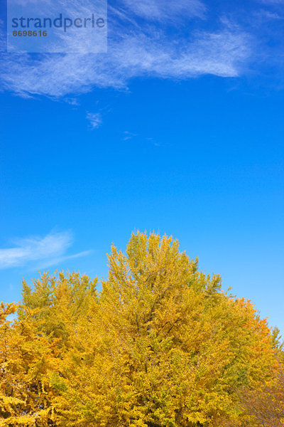 Ginkgo leaves