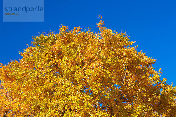 Ginkgo leaves