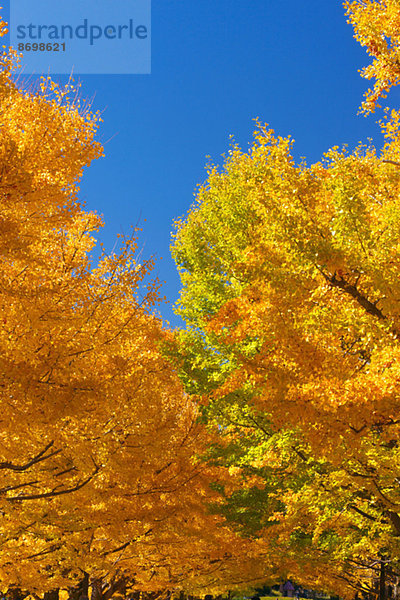 Ginkgo leaves