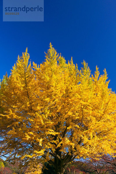 Ginkgo leaves