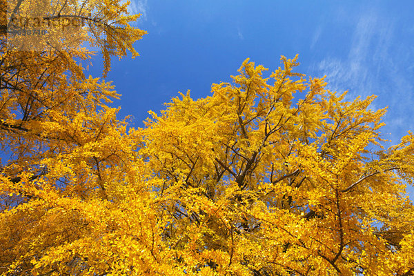 Ginkgo leaves