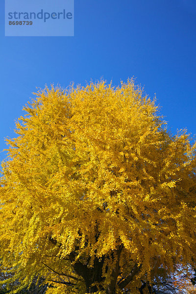 Ginkgo leaves