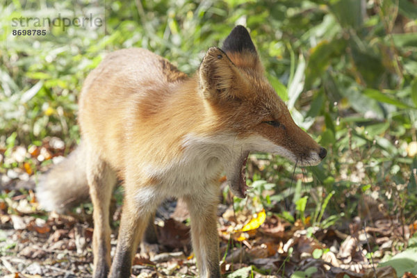Hokkaido fox