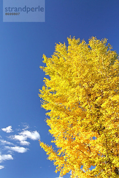 Ginkgo leaves