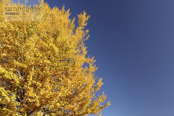 Ginkgo leaves