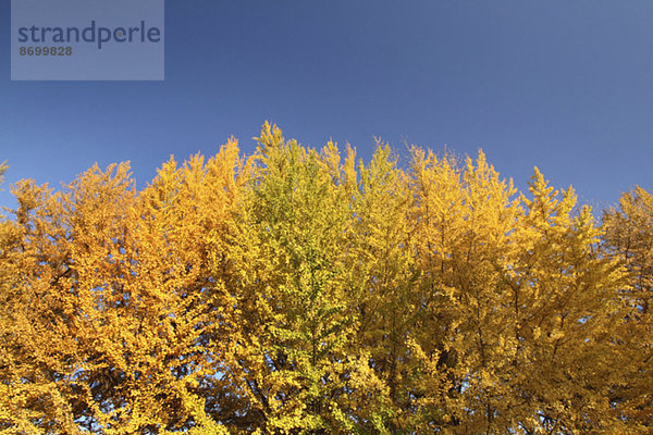 Ginkgo leaves