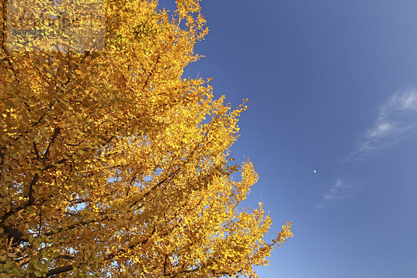 Ginkgo leaves