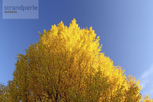 Ginkgo leaves