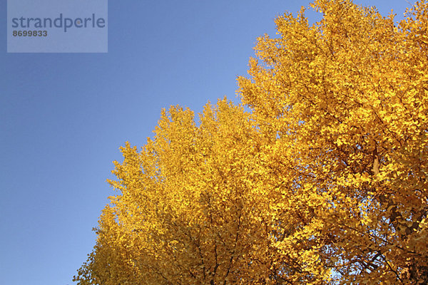 Ginkgo leaves