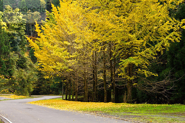 Ginkgo leaves