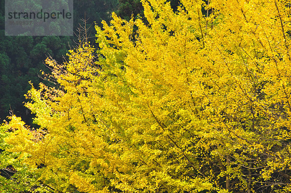 Ginkgo leaves