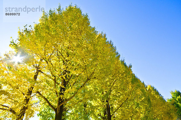 Ginkgo leaves