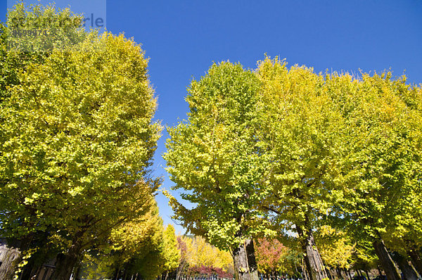 Ginkgo leaves