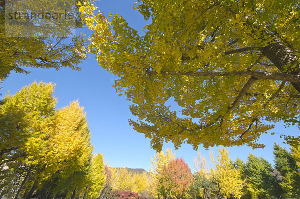 Ginkgo leaves