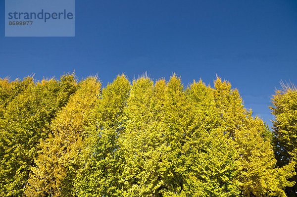 Ginkgo leaves