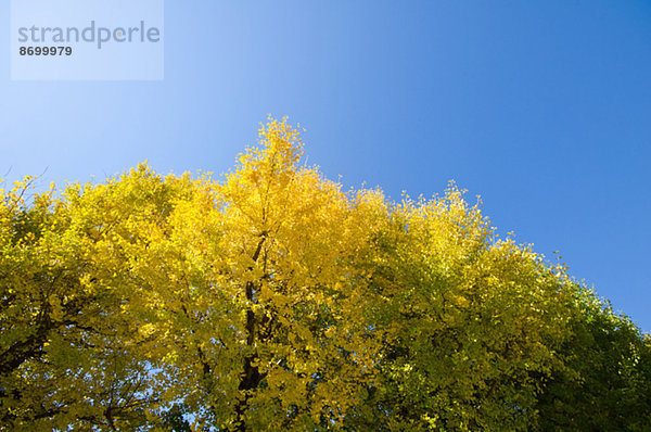 Ginkgo leaves