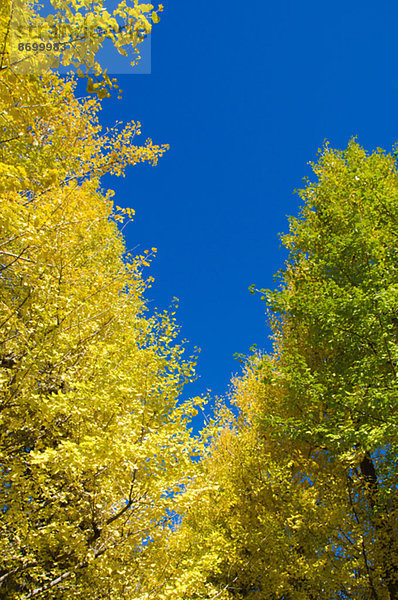 Ginkgo leaves