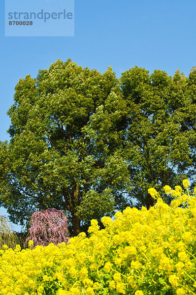 Field mustard