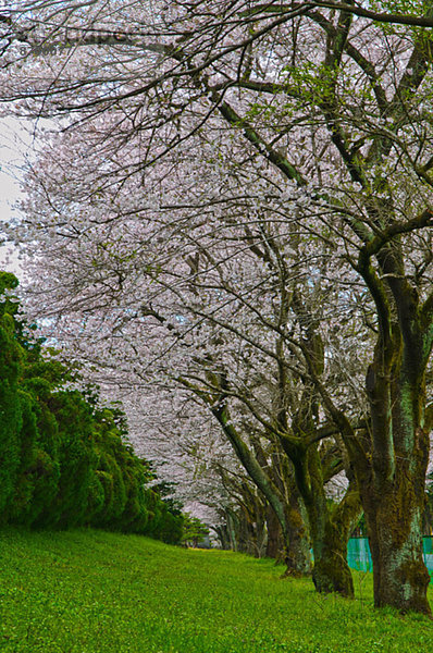 Kirschblüten