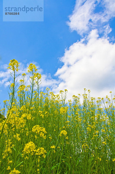 Field mustard