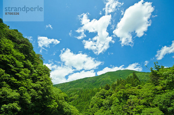 Bäume und sky