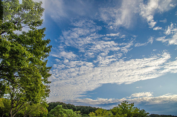 Bäume und sky