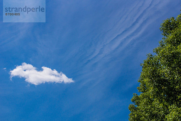 Baum und sky