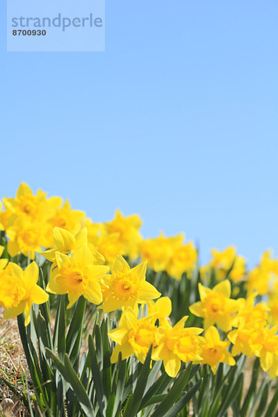 Narzissenblüte / Narcissus hyb.