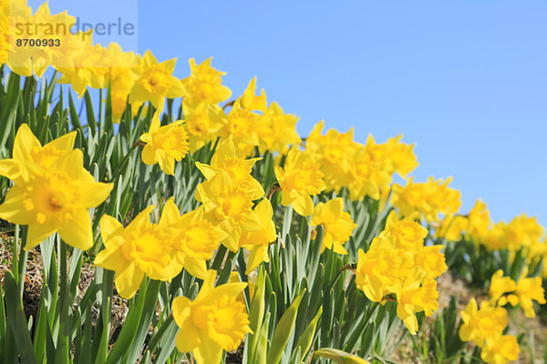 Narzissenblüte / Narcissus hyb.