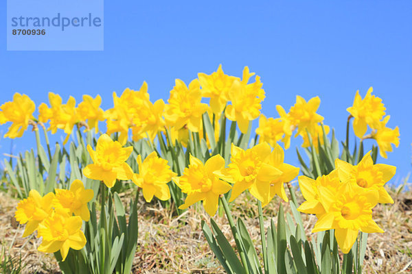 Narzissenblüte / Narcissus hyb.