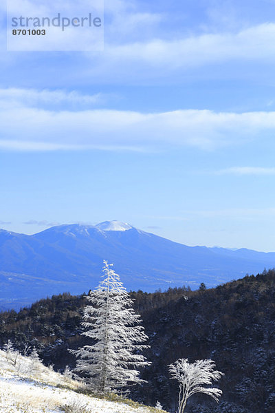 Rimed trees