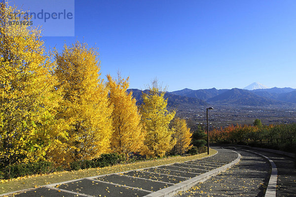 Ginkgo leaves