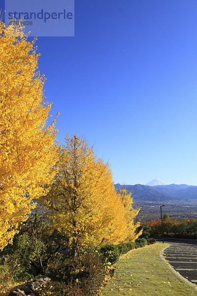 Ginkgo leaves