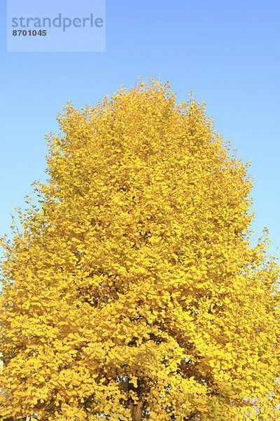 Ginkgo leaves