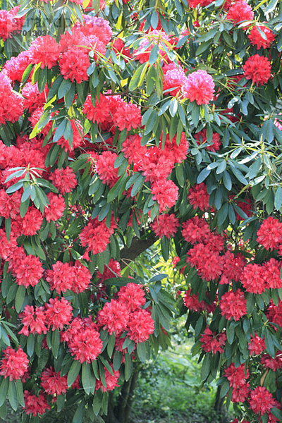 Aufgehende Blütenknospe eines Rhododendrons