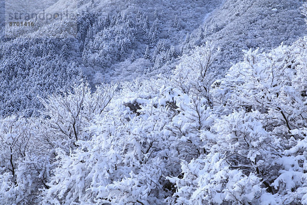 Shizuoka Präfektur