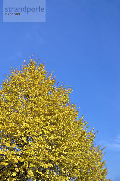 Ginkgo leaves