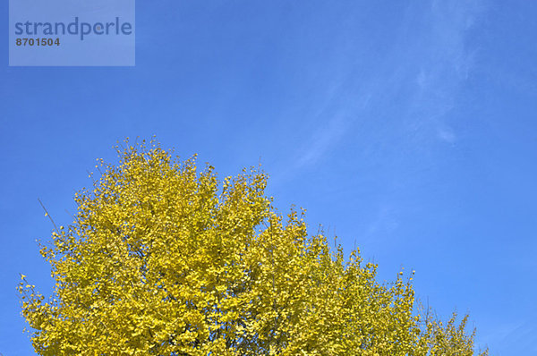 Ginkgo leaves