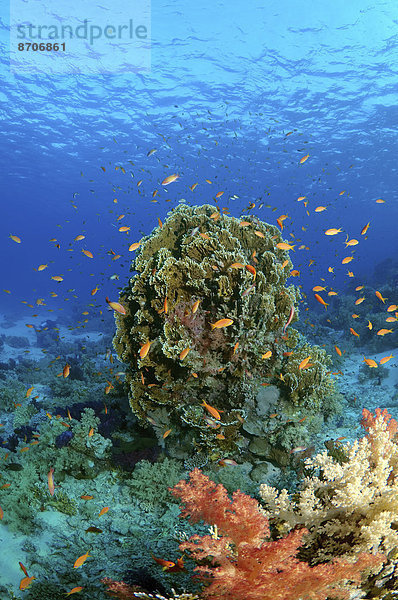 Korallenriff Ägypten Rotes Meer Scharm El-Scheich Sharm el-Sheikh